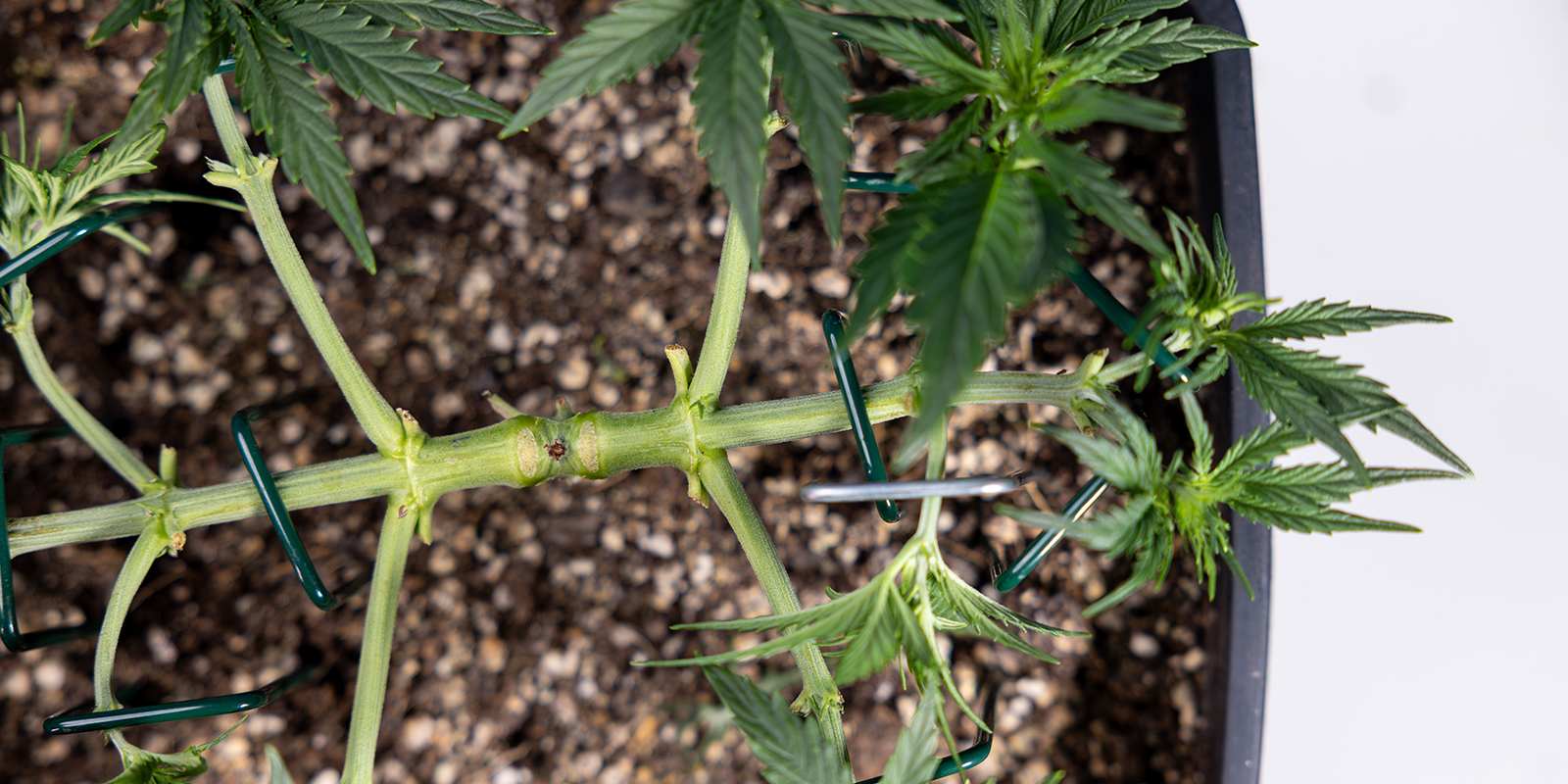 Co je mainlining (alias manifolding)?