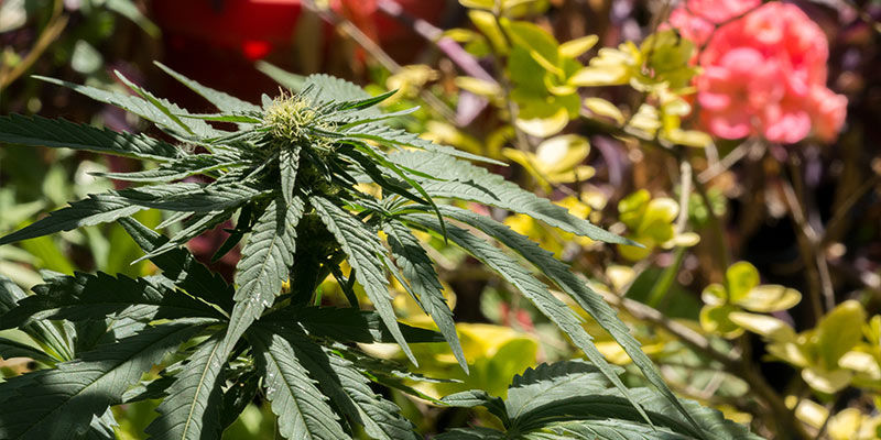 Sm&iacute;&scaron;en&eacute; pěstov&aacute;n&iacute; přin&aacute;&scaron;&iacute; celou řadu v&yacute;hod