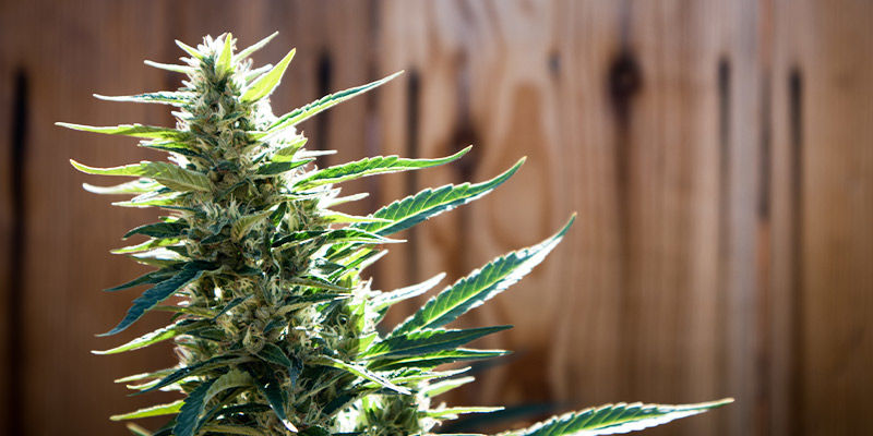 Tipy pro zahradn&iacute; pěstitele