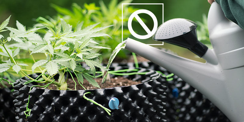 Kdy se vyhnout proplachov&aacute;n&iacute; konop&iacute;?