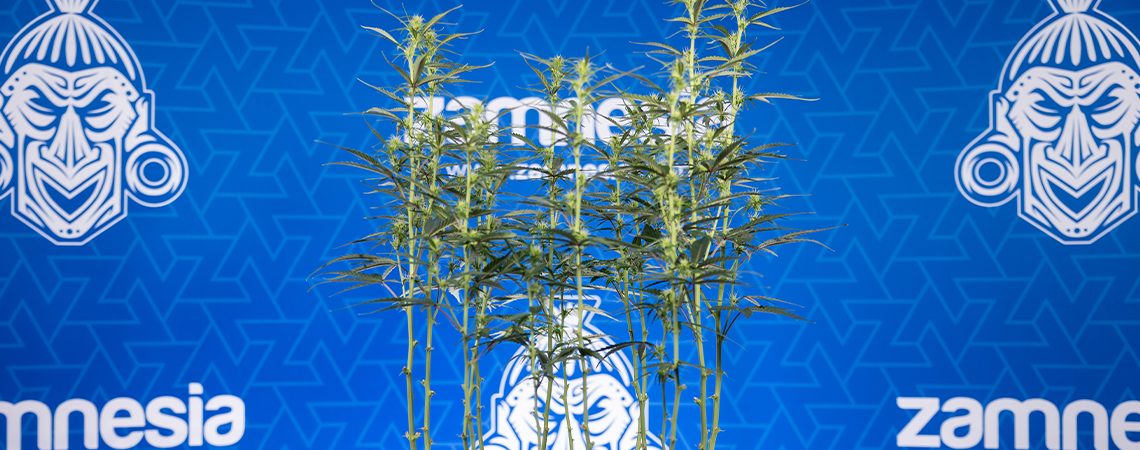 Odlistěn&iacute; konop&iacute;: V&scaron;e, co potřebujete vědět