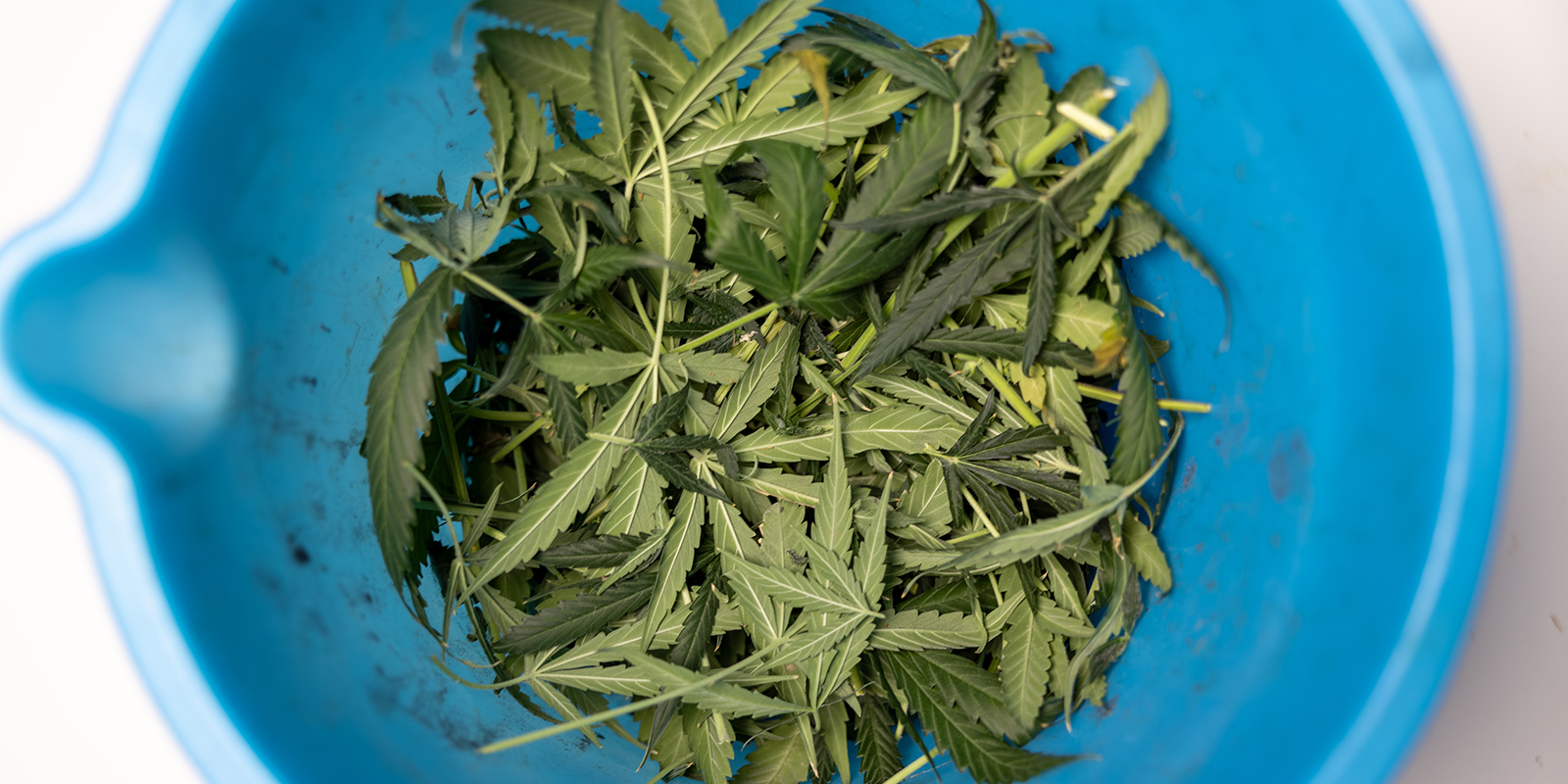 Common defoliation mistakes to avoid