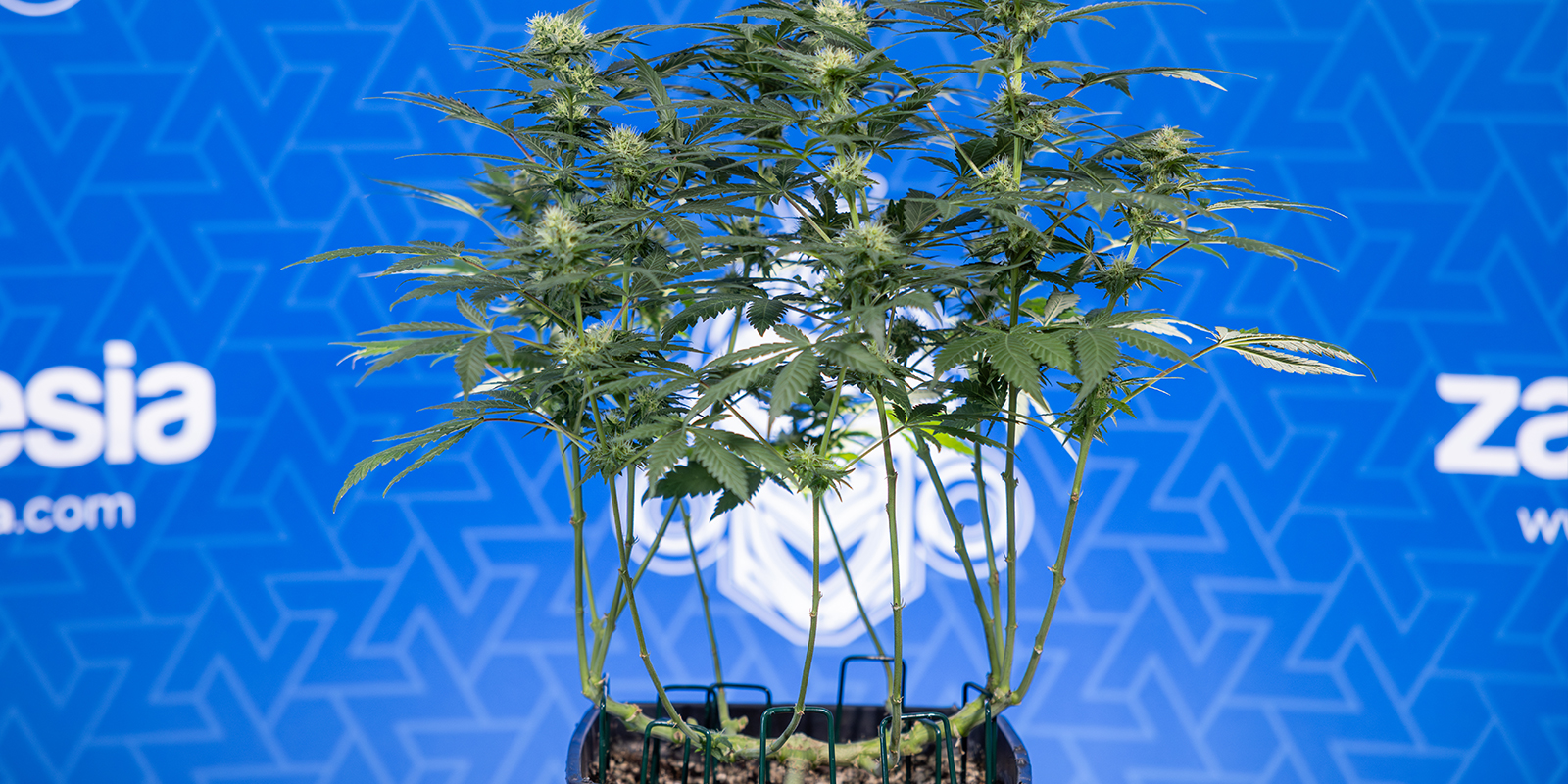 M&eacute;ně listů, v&iacute;ce květů: pojďme pěstovat