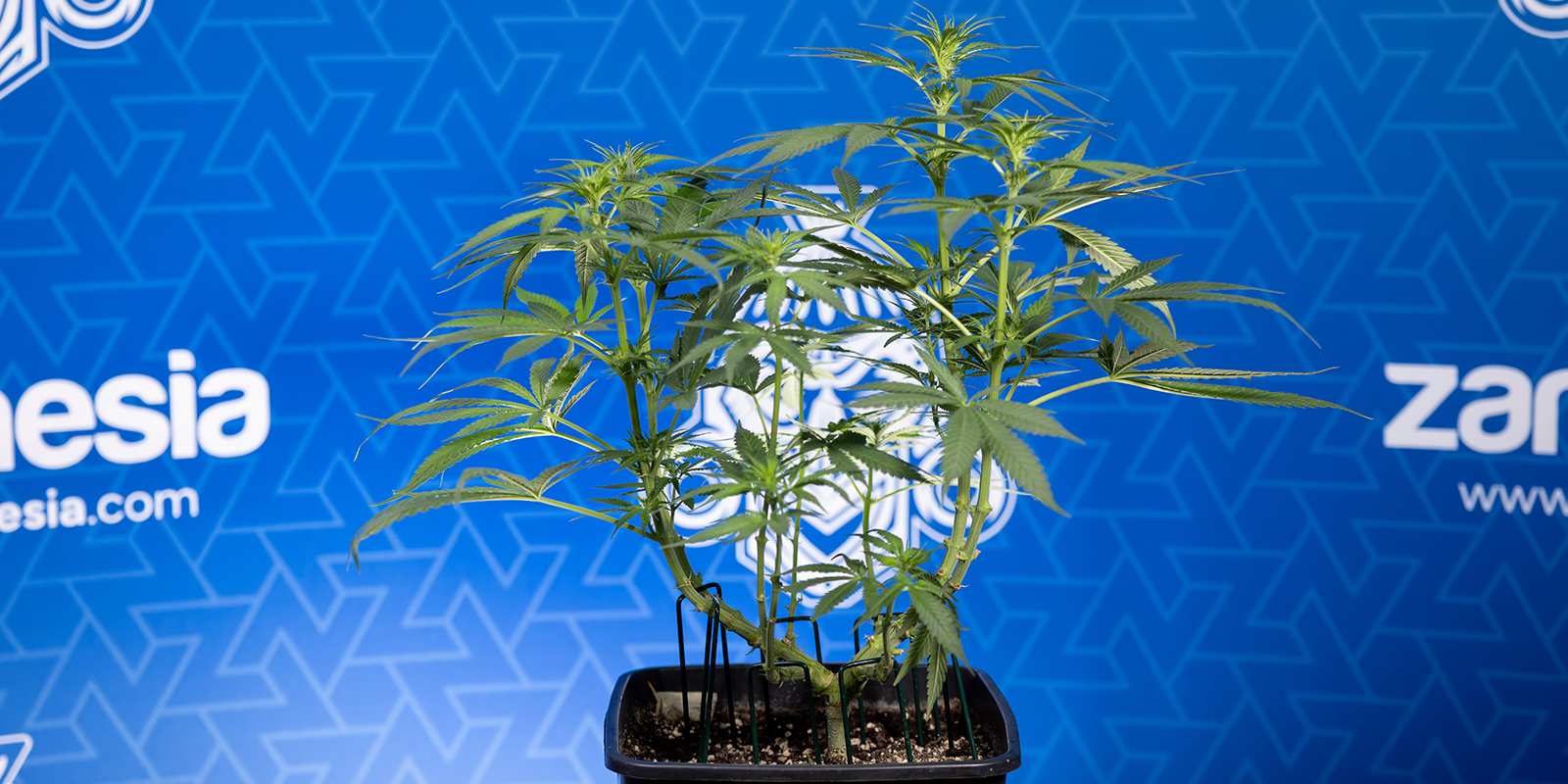 P&eacute;če po defoliaci