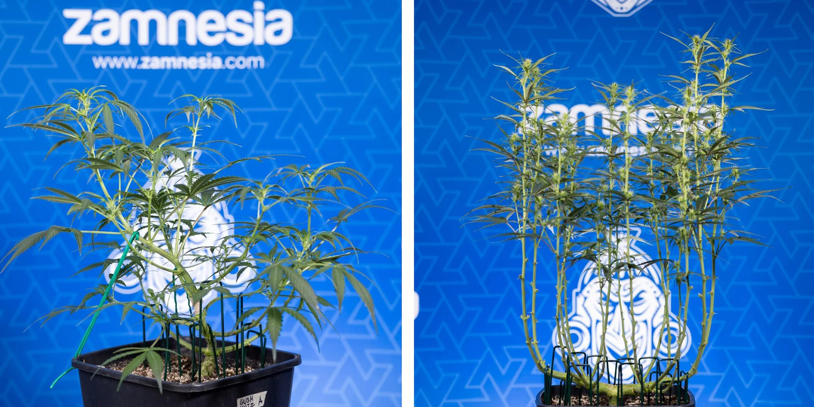 Kdy byste měli odlistit rostliny?