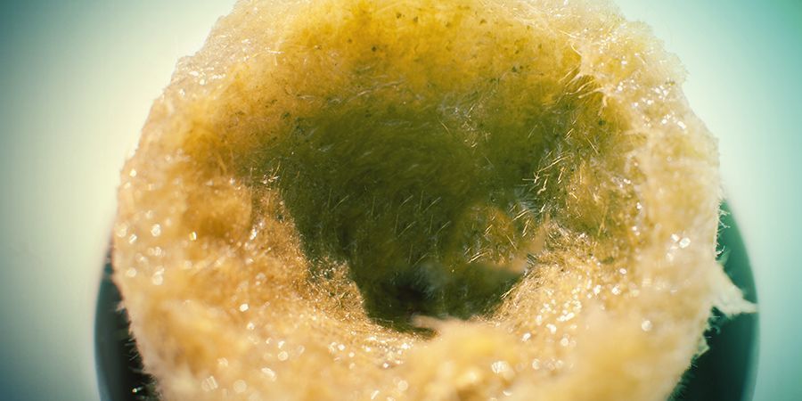 Pěstov&aacute;n&iacute; konop&iacute; v rockwoolu: Př&iacute;prava