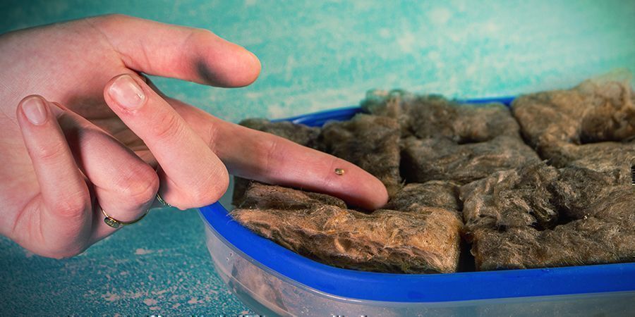 Pěstov&aacute;n&iacute; konop&iacute; v Rockwoolu: kl&iacute;čen&iacute;