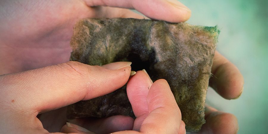 PĚSTOV&Aacute;N&Iacute; KONOP&Iacute; V ROCKWOOLU