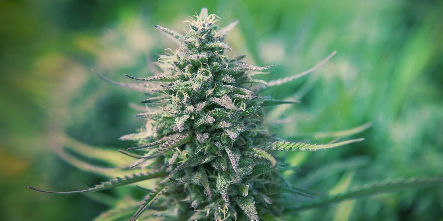 Co jsou samonakv&eacute;tačky?