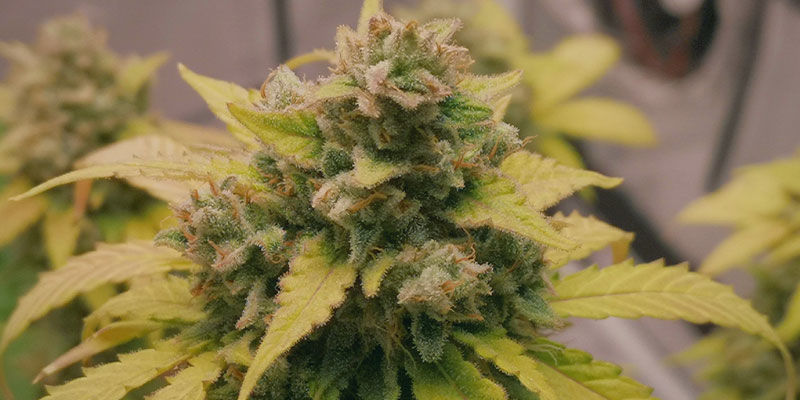 Pěstov&aacute;n&iacute; samonakv&eacute;tac&iacute;ch odrůd &ndash; hračka