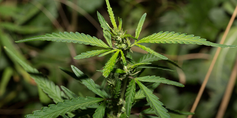 Růstov&eacute; charakteristiky ruderalis