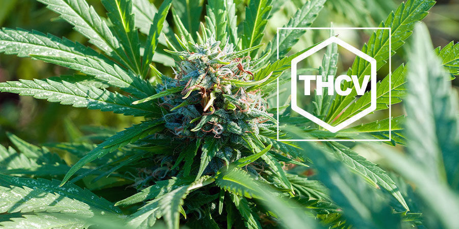 V&scaron;e, co potřebujete vědět o THCV