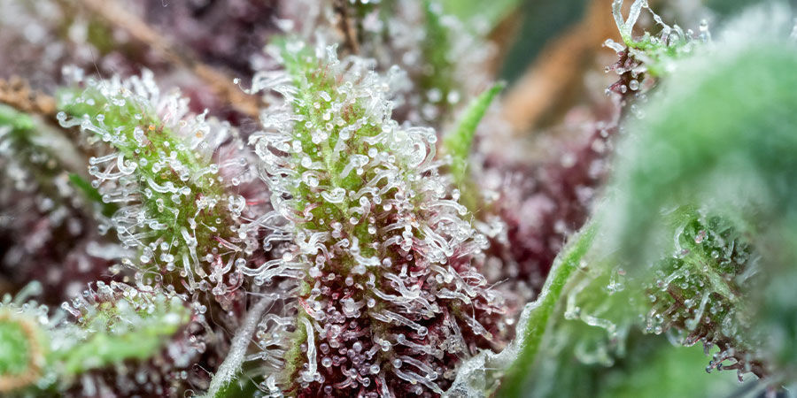 Co je tetrahydrocannabivarin (THCV)?