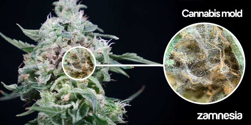 Myt&iacute; plesniv&yacute;ch květů: Podrobn&yacute; n&aacute;vod krok za krokem