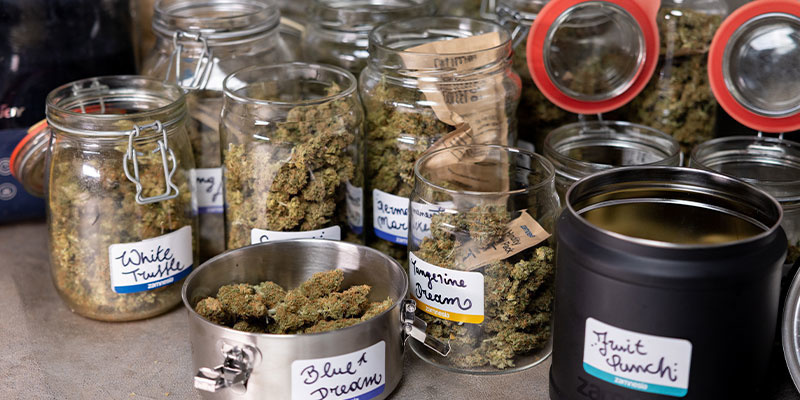 Myt&iacute; květů konop&iacute;: Ano, nebo ne?