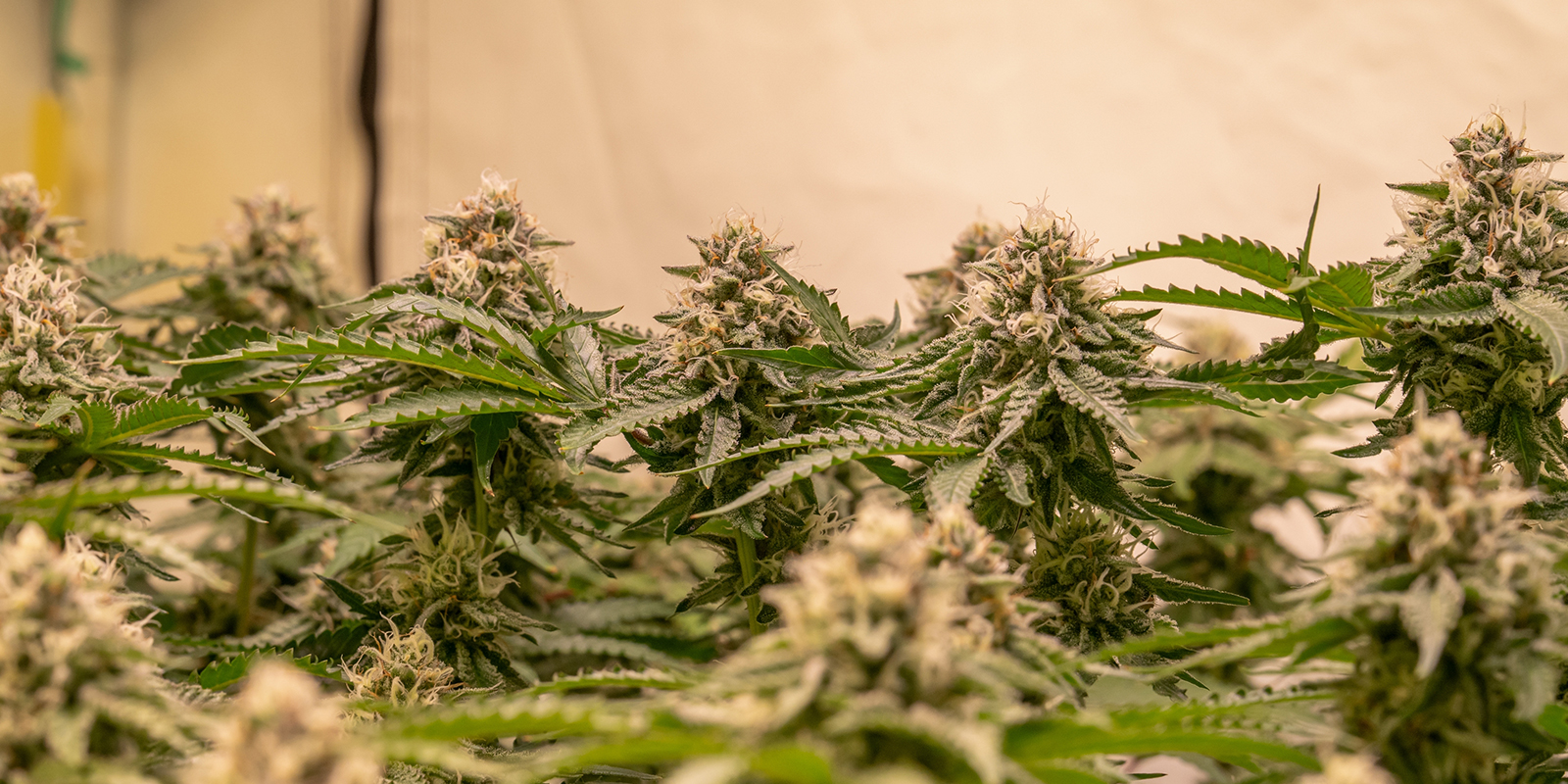 Jak maximalizovat v&yacute;nos v SOG setupu