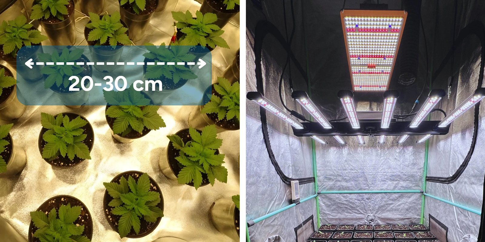 Nastaven&iacute; sea of green pěst&iacute;rny