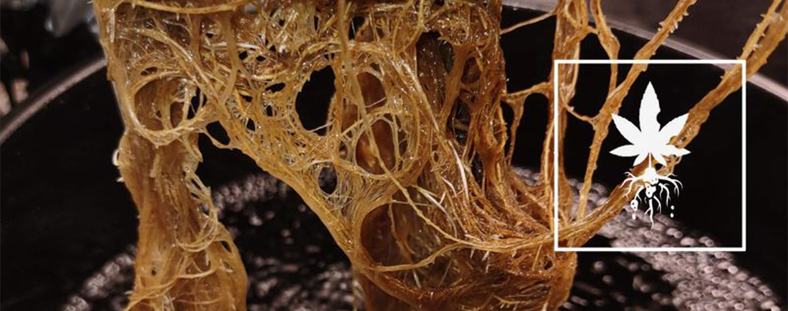 Jak rozpoznat a vyře&scaron;it hnilobu kořenů u konop&iacute;