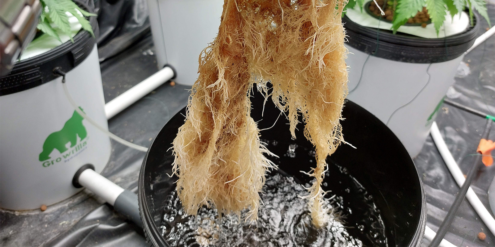 Jak rozpoznat hnilobu kořenů u rostlin konop&iacute;