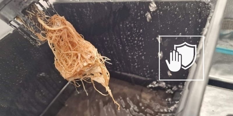 Prevence hniloby kořenů v budoucnu