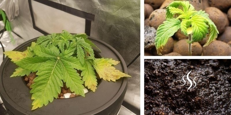 Hniloba kořenů v půdě