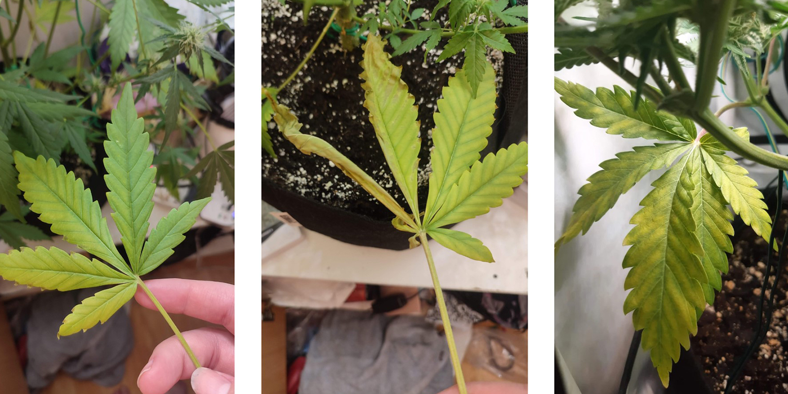 Early symptoms of nitrogen deficiency