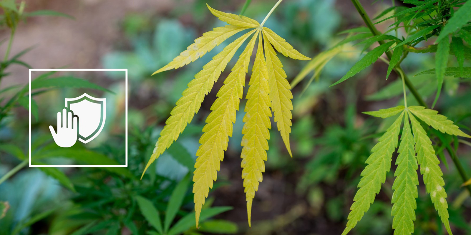 Předch&aacute;zen&iacute; budouc&iacute;mu nedostatku dus&iacute;ku