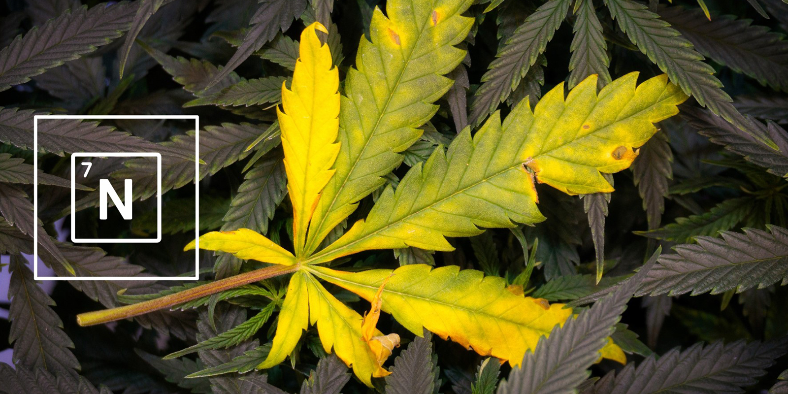 Co je dus&iacute;k a proč je důležit&yacute;?