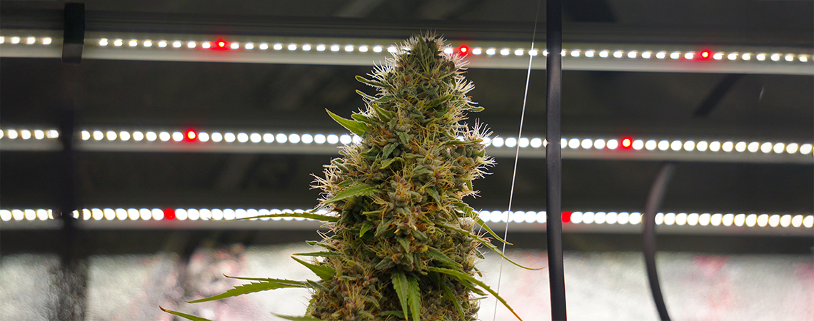 Autoflower light cycles explained