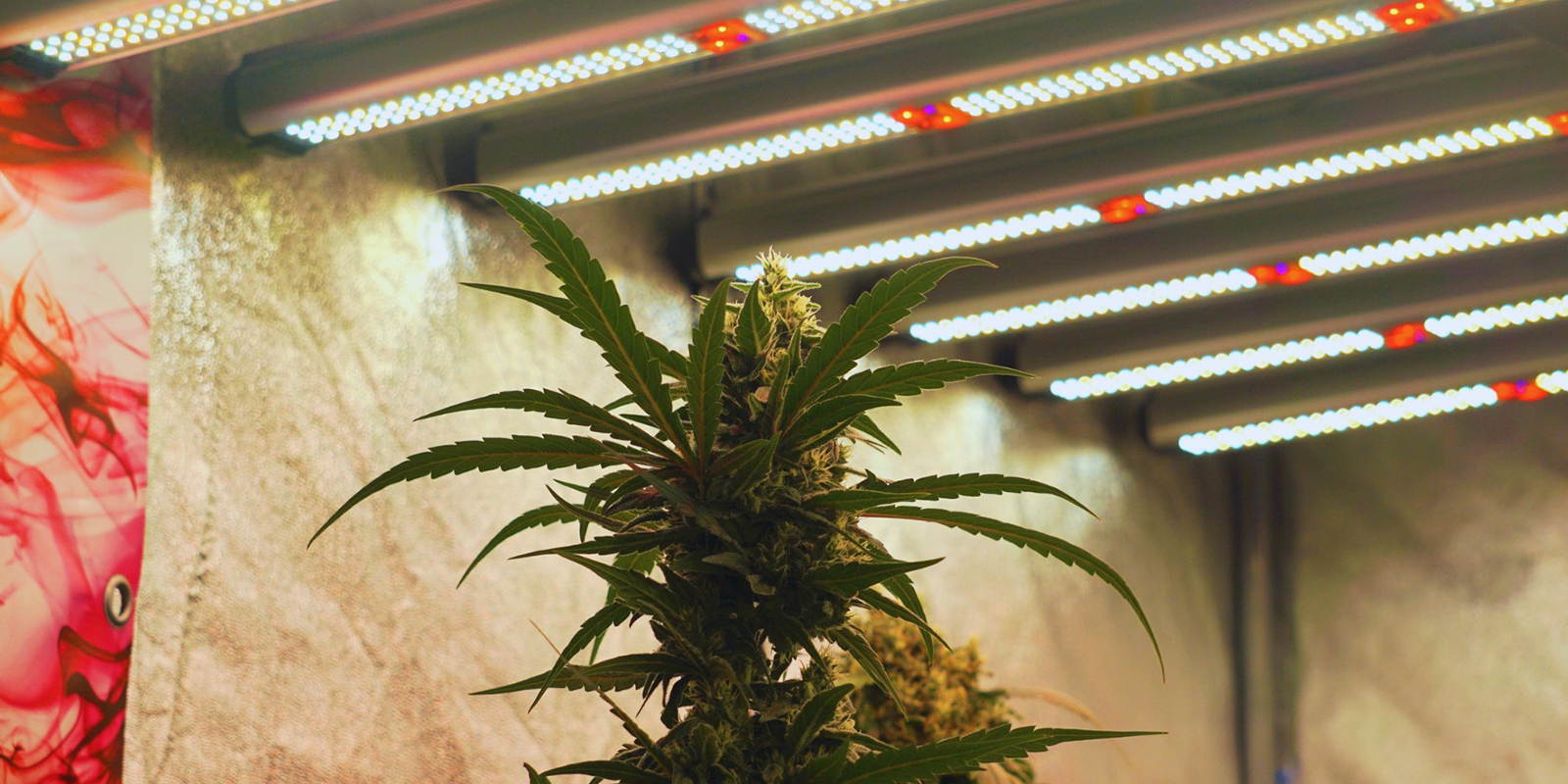 Vylaďte světlo, skl&iacute;zejte odměny