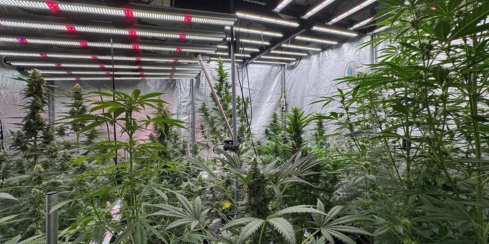 Neobvykl&eacute; cykly: 6/6, 6/2, 36h světla