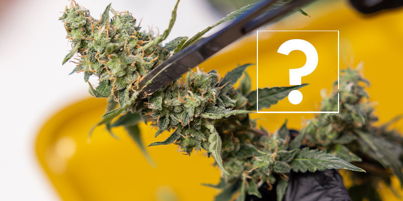 Mohu st&aacute;le použ&iacute;t napaden&eacute; rostliny nebo květy?