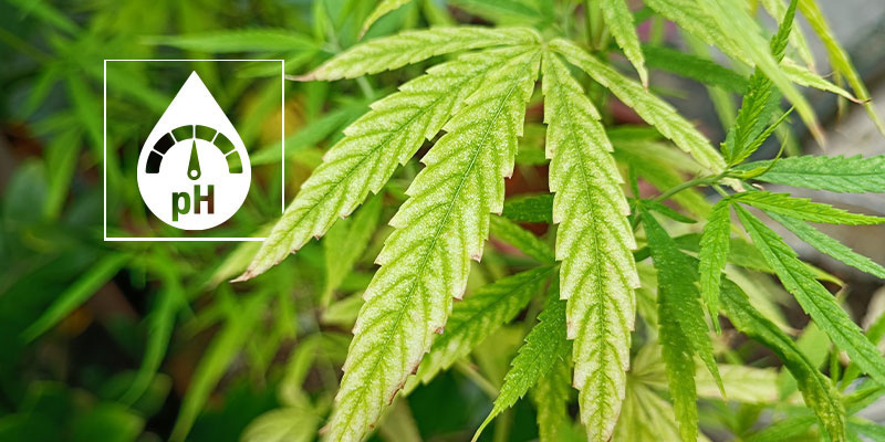 Jak potvrdit, že jde o nedostatek hořč&iacute;ku