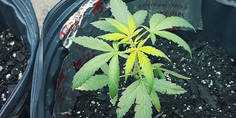 Jak rozpoznat nedostatek s&iacute;ry