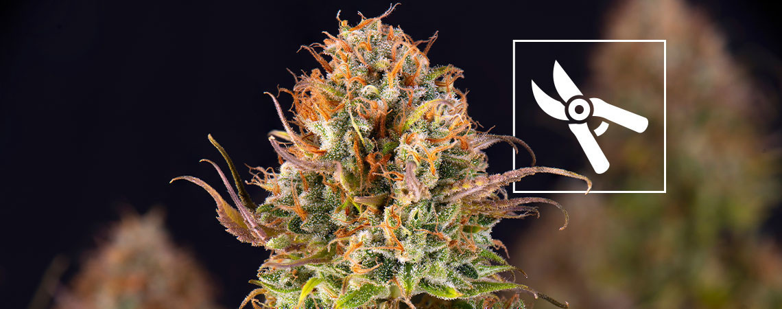 Kdy skl&iacute;zet rostliny konop&iacute;