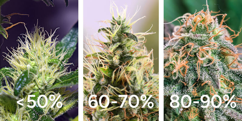 Kontrola barvy pest&iacute;ků