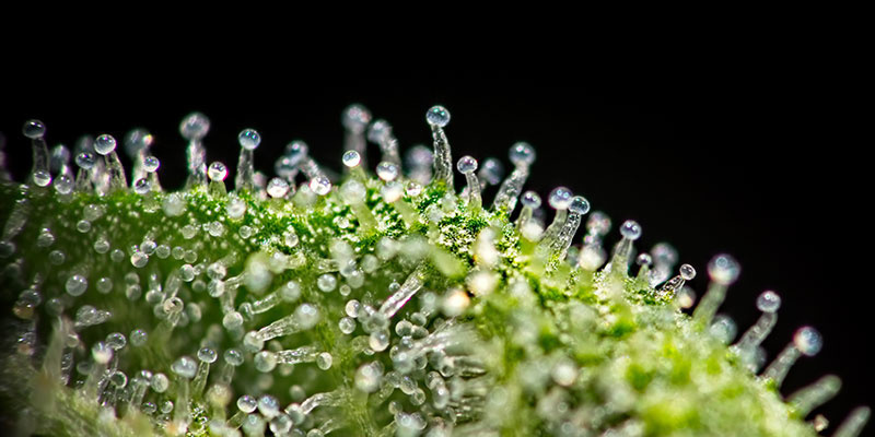 Early harvest: What happens when you harvest too soon?