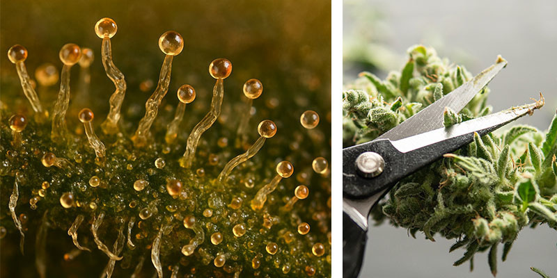 Pozdn&iacute; sklizeň: Co se stane, když ček&aacute;te př&iacute;li&scaron; dlouho?