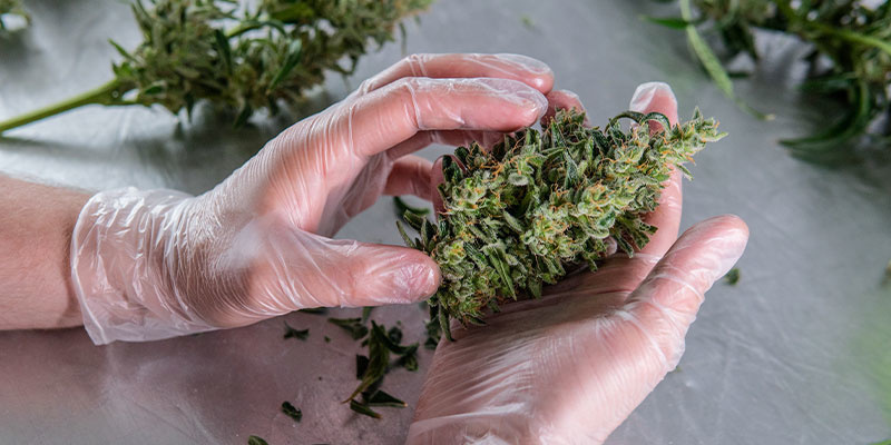 Připraveni na sklizeň? Tady je, co n&aacute;sleduje