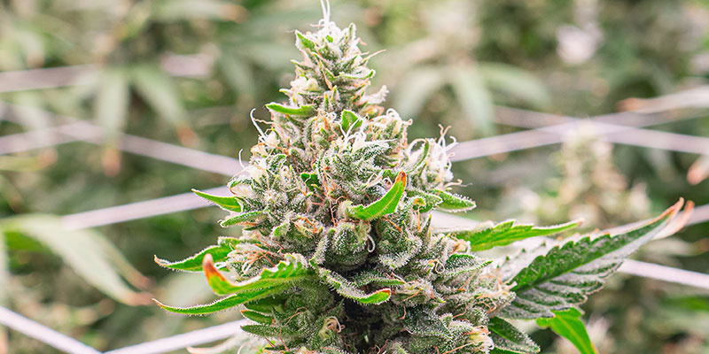 Proč je spr&aacute;vn&eacute; načasov&aacute;n&iacute; sklizně z&aacute;sadn&iacute;