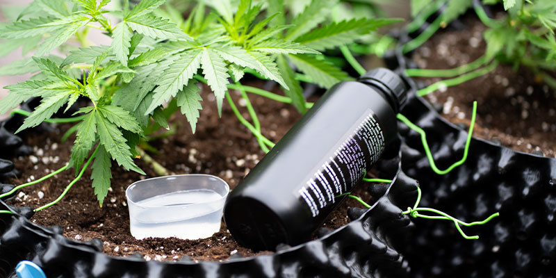 Jak napravit nedostatek fosforu u konop&iacute;