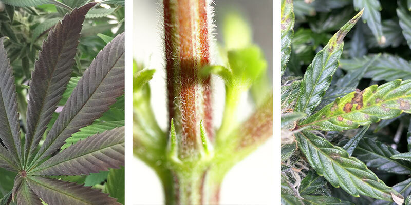 Zn&aacute;mky nedostatku fosforu u konop&iacute;