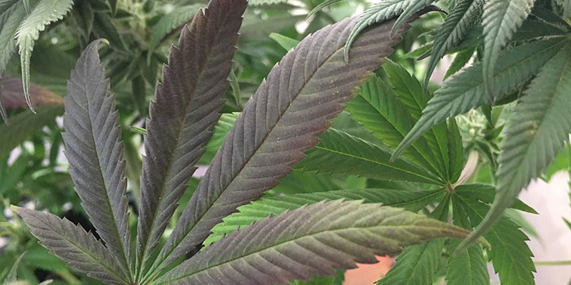 Zn&aacute;mky nedostatku fosforu u konop&iacute;