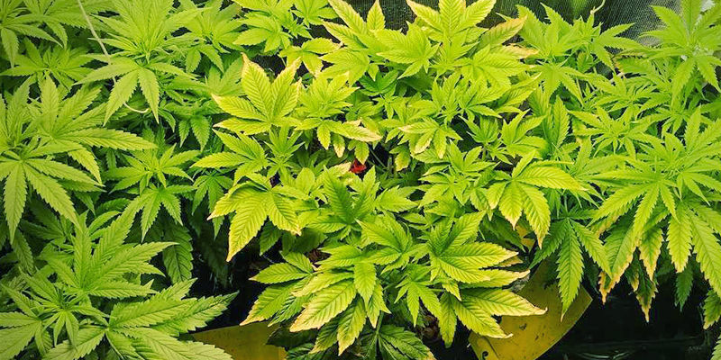 Jak rozpoznat nedostatek zinku