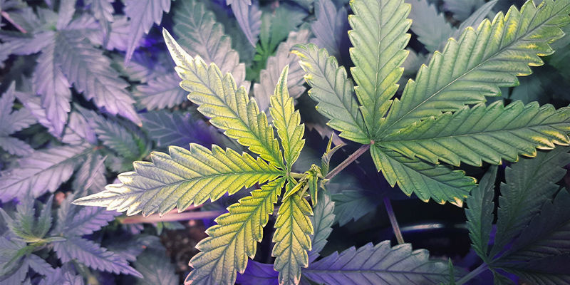 Jak rozpoznat nedostatek železa