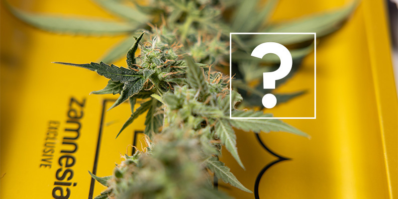 Mohu i nad&aacute;le použ&iacute;vat napaden&eacute; rostliny nebo květy?