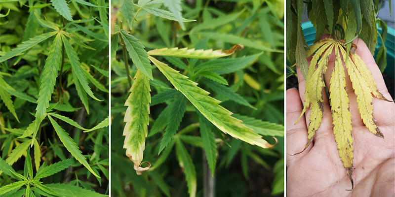 Early symptoms of potassium deficiency
