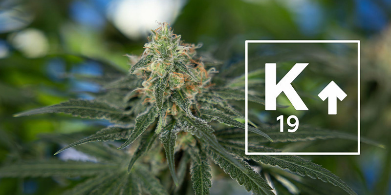 Podpora kveten&iacute;