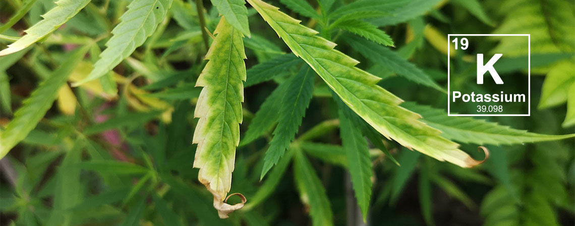 Potassium deficiency in cannabis plants