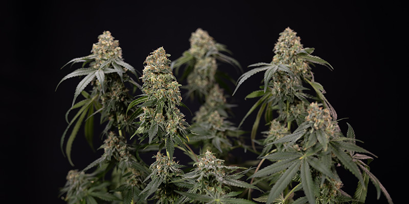 Potassium: Fundamental for cannabis plants